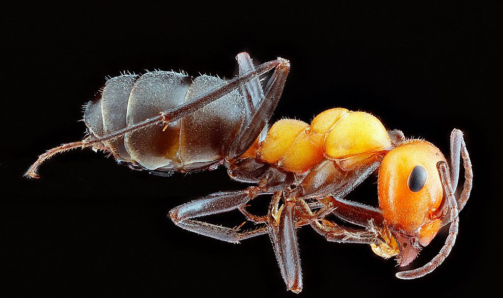 Ant Control service in Clifton, NJ