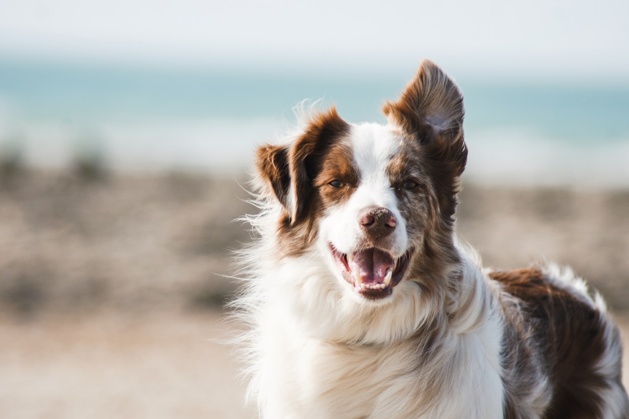 Flea & Tick Control service in Clifton, NJ