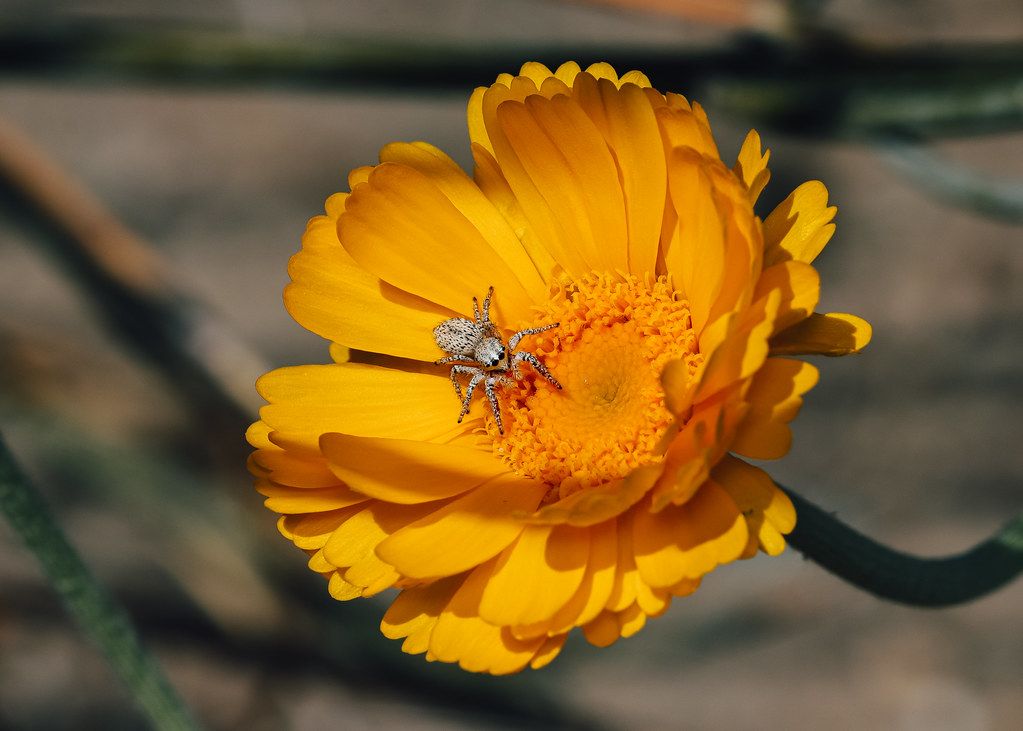 Spider Control service in Clifton, NJ